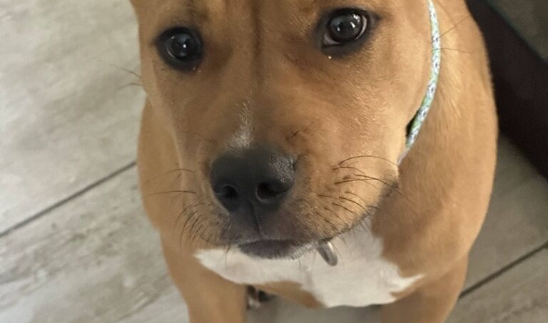 Caryn's Dog 1