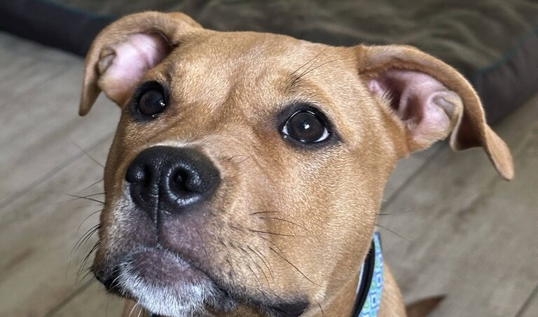 Caryn's Dog 2