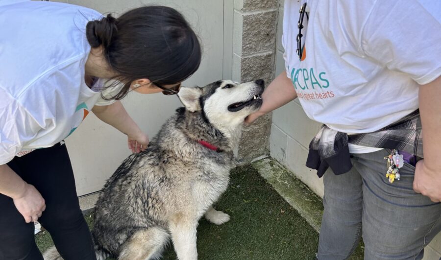 AAFCPAs @ Animal Rescue League of Boston (7)