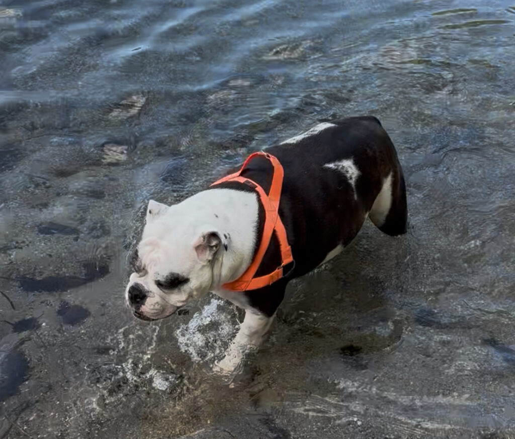 Harley the bulldog